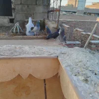 کبوتر فروشی خاش|پرنده|تفتان, |دیوار