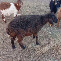 دو عدد بره ماده|حیوانات مزرعه|فردوس (خراسان), |دیوار