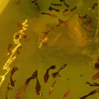 ماهی اکواریم