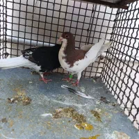 نروماده شهری