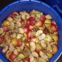 فروش گردو و سیب و سرکه سیب هفت ساله،محصول طالقان|خوردنی و آشامیدنی|تهران, چیتگر شمالی|دیوار