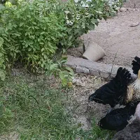 تخم ایام سمانی