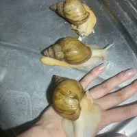 حلزون افریقایی