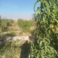 باغ-240-متری-میوه-سند-تک-برگ-سند-آب-معاوضه-خودرو