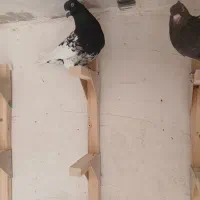 کله سیاه جوون