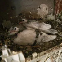 ساده جوجه تک پر|پرنده|مه ولات, |دیوار