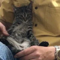 واگذاری گربه ۹ماهه|گربه|بجنورد, |دیوار