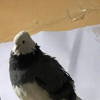 کفتر شازده|پرنده|تهران, فرحزاد|دیوار