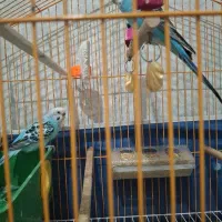 یه جفت مرغ عشق سرحال زرنگ  ۵تاتخم گذاشته