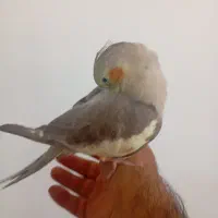 فروش عروس هلندی|پرنده|داراب, |دیوار