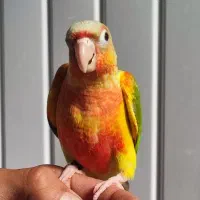 گرینچیک دستی اهلی سخنگو دبل رد قرمزی و کیفیت بالا