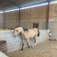 نریان ترکمن اصیل ۱۸ ماهه (خون‌دار و آینده‌دار)