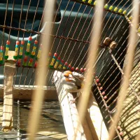 سهره کرمونی نر|پرنده|شیراز, شاپورجان|دیوار