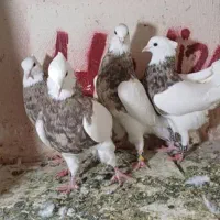 بار جدید کبوتر طوقی و دم سفید رسید|پرنده|قم, قلعه کامکار|دیوار