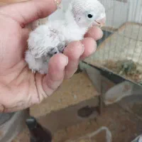 جوجه کوتوله و جفت