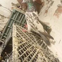 کفتر|پرنده|انزل, |دیوار