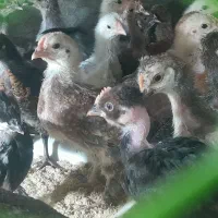 جوجه محلی اصیل کرچ شو ۸ و ۱۶ روزه  واکسن خورده