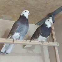 کبوتر پرشی|پرنده|معصومیه, |دیوار