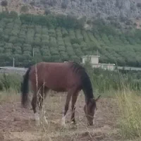 اسب درشور مادیان|اسب و تجهیزات اسب‌سواری|یاسوج, |دیوار