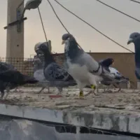 چپ سبز گمشده