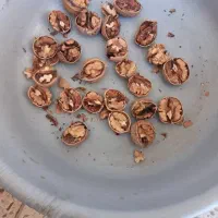 گردوی ایرانی