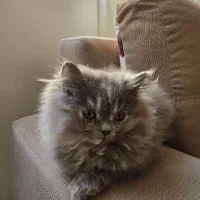 بچه گربه پرشین|گربه|بیرجند, |دیوار