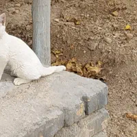 فروش یک عدد بچه گربه سفید