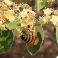 نوار کنه واروا و بیماری زنبور|لوازم جانبی حیوانات|نجفآباد, جلال آباد|دیوار
