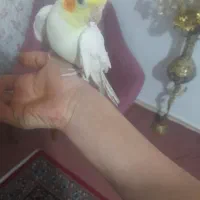 عروس هلندی ماده