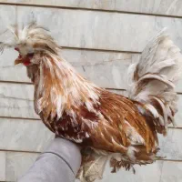 مرغ و خروس سطانی