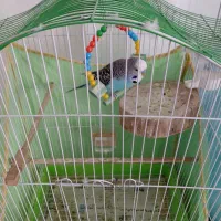 مرغ عشق انگلیسی|پرنده|بابل, |دیوار