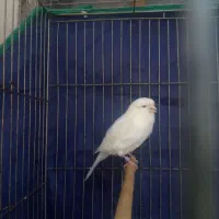 قناری گلاستر نر