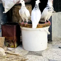 طوقی شادگان|پرنده|اهواز, پردیس|دیوار