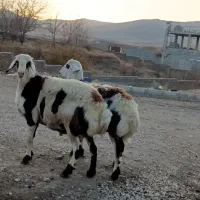 بره نر پلنگی