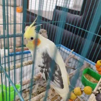 عروس هلندی دستی