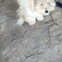 سگ زیبا|سگ|لاهیجان, قیام|دیوار