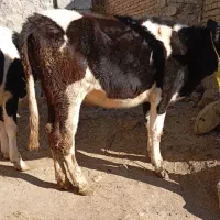 سه عدد تلیسه و یک عدد گاو قصر|حیوانات مزرعه|اهر, |دیوار