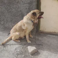 سگ سراب افغان