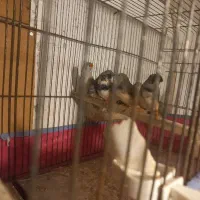 فنچ کینگ|پرنده|رستمکلا, |دیوار