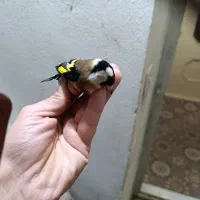 سهره تازه گیر|پرنده|بروجرد, |دیوار