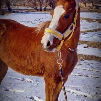 اسب اصیل کرد