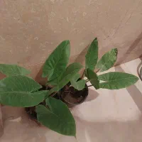 بابا ادم|گل و گیاه طبیعی|تهران, ائمه اطهار|دیوار