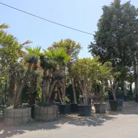 اکالیپتوس بیدمجنون نهال گلدار درخت پیتی حلبی پاکتی|خدمات باغبانی و درختکاری|تهران, سعادتآباد|دیوار