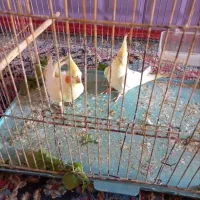 عروس پاریس