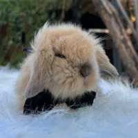 خرگوش لوپ پشمالو/ بانی پت