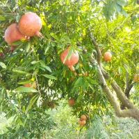 13هزار‌متر‌باغ‌انار‌سرپا
