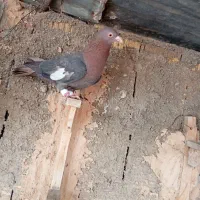 کفترسرک|پرنده|شیراز, کرونی(خاتونک)|دیوار