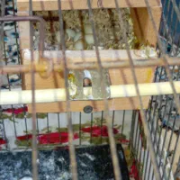 فنچ|پرنده|بهارستان, |دیوار