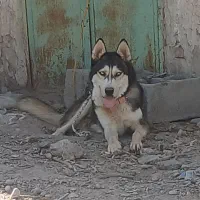 سگ هاستکی
