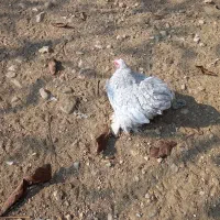 مرغ وخروس کوشین|حیوانات مزرعه|فومن, |دیوار